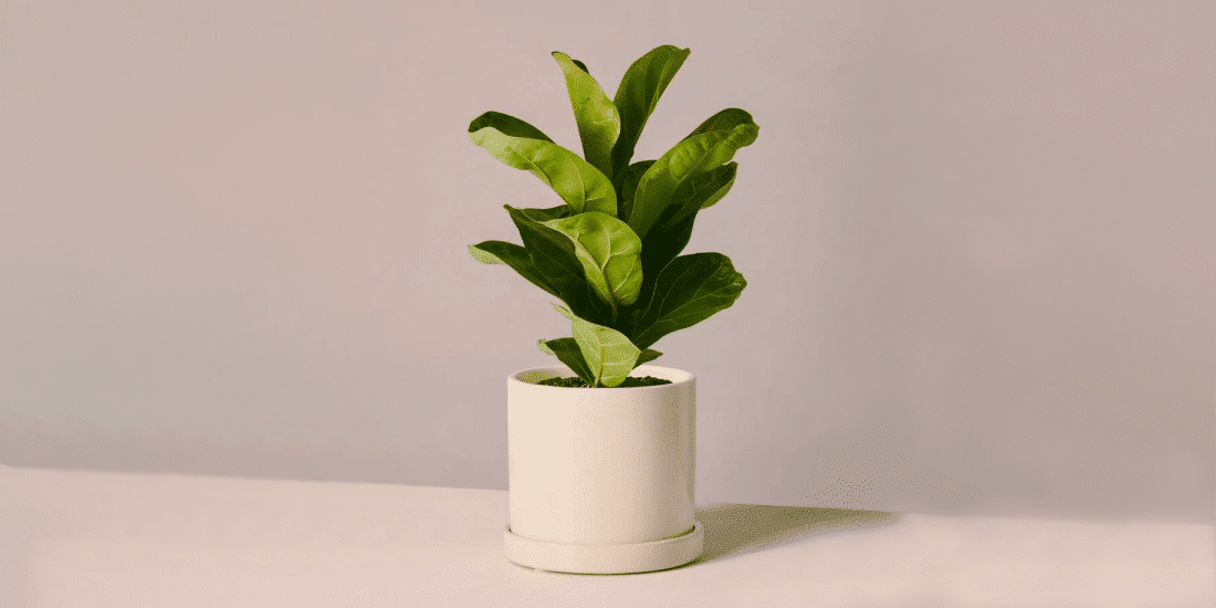 fiddle-leaf-fig-featured