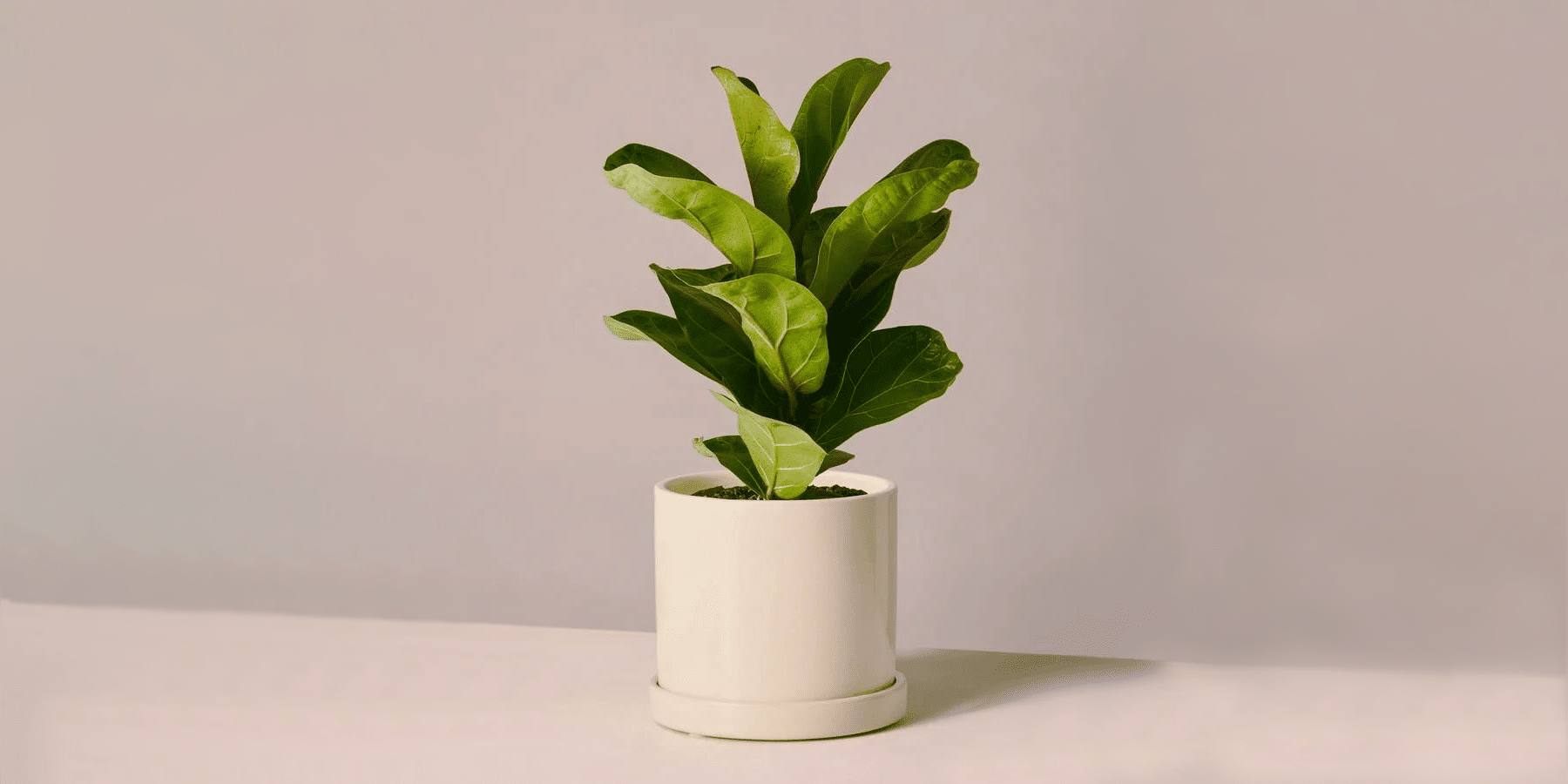 Fiddle Leaf Fig Complete Indoor Care Guide Plantcarefully