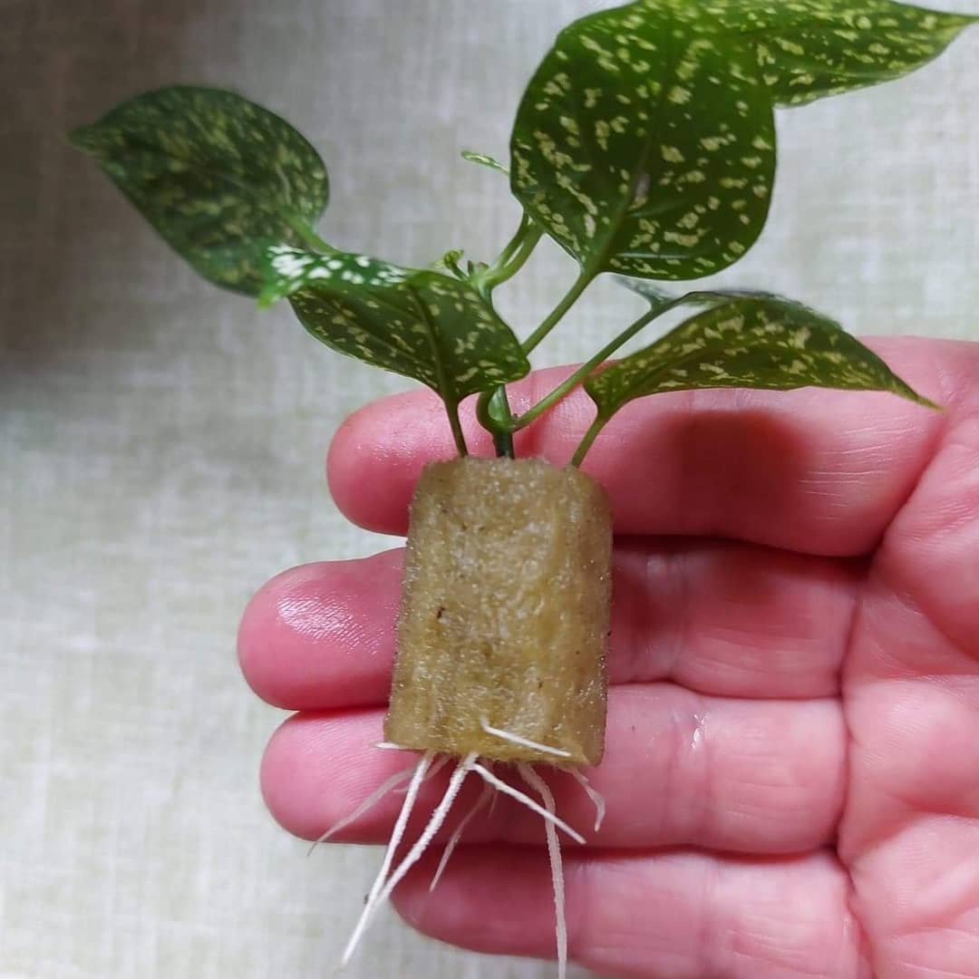 Nerve Plant Care and Growing Guide Plantcarefully