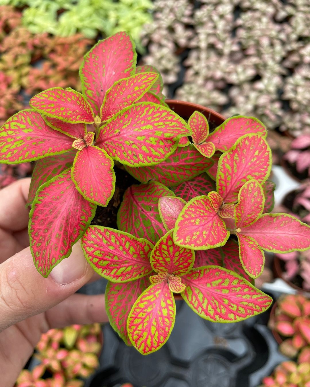 Nerve Plant Care and Growing Guide Plantcarefully