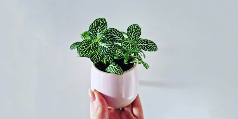 fittonia-plant-featured
