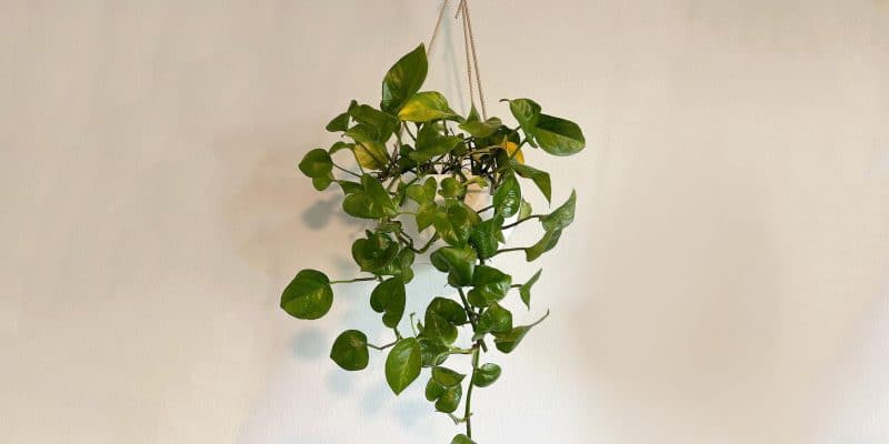 global-green-pothos-plant-featured