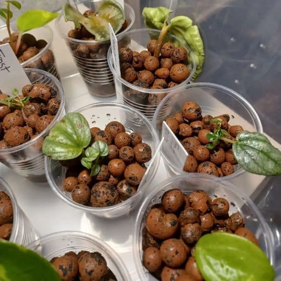 A close up of a plant growing in LECA clay balls