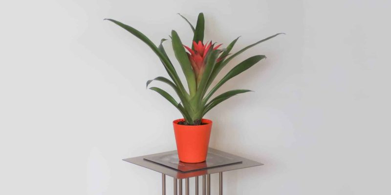 guzmania-lingulata-03