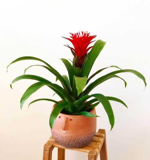 Guzmania (Scarlet Star) Care and Guide | Plantcarefully