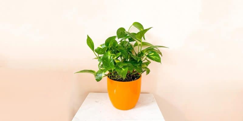 hawaiian-pothos-featured