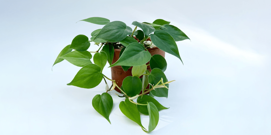 heartleaf-philodendron-featured