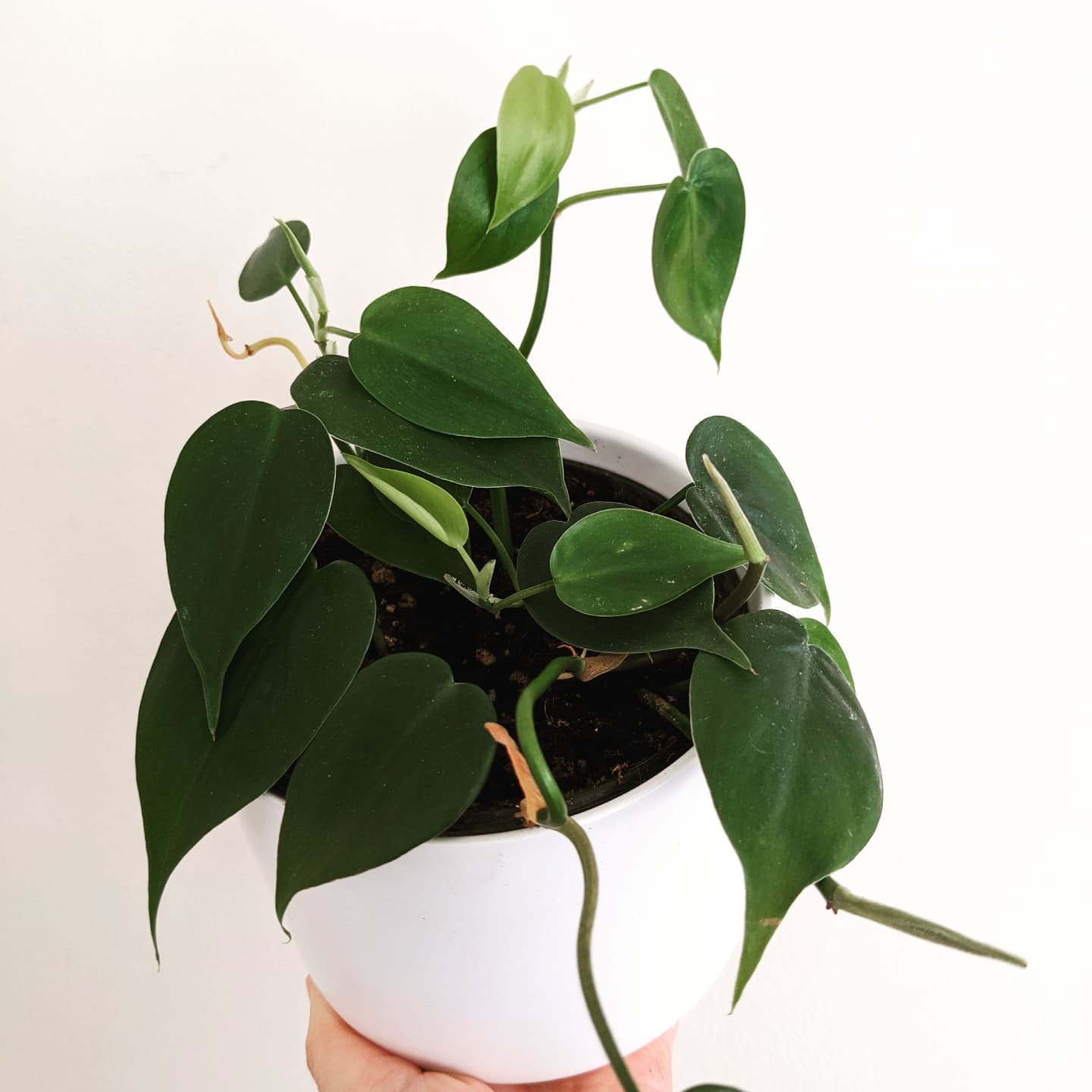 Heartleaf Philodendron Growing & Care Guide Plantcarefully