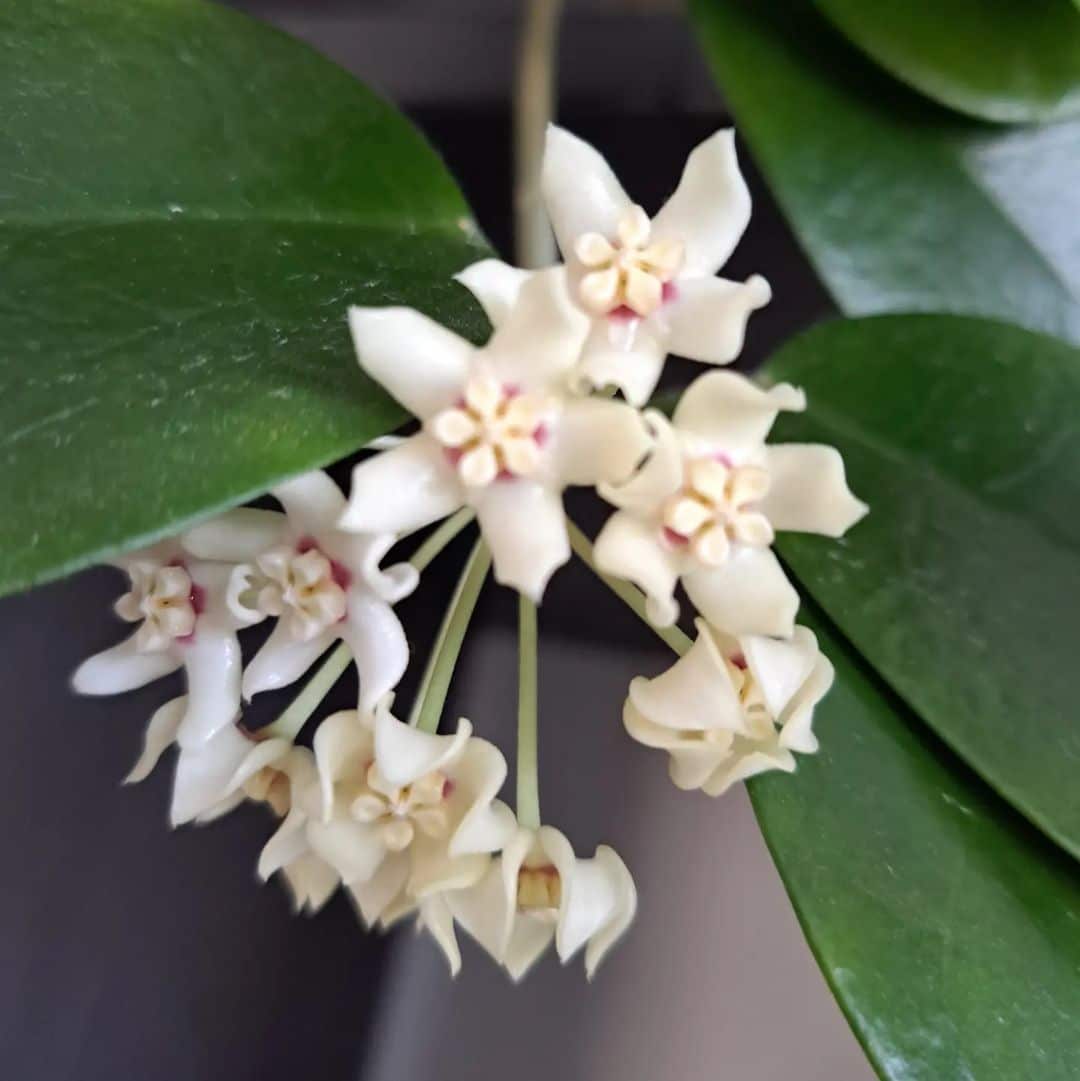 Hoya Australis Care and Growing Tips! Plantcarefully