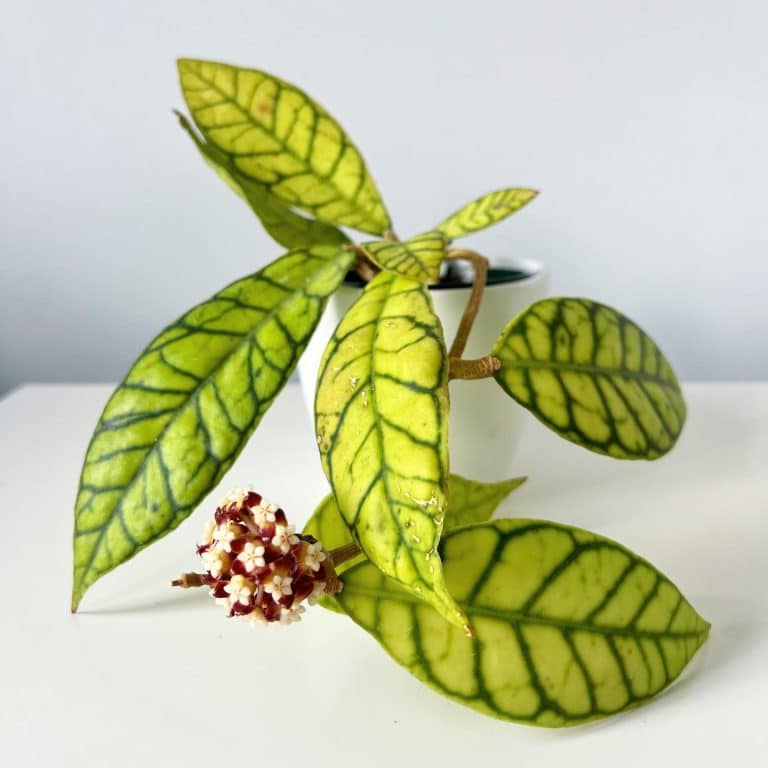 Hoya Callistophylla Care And Growing Guide Plantcarefully hoya-callistophylla-care-and-growing-guide-plantcarefully