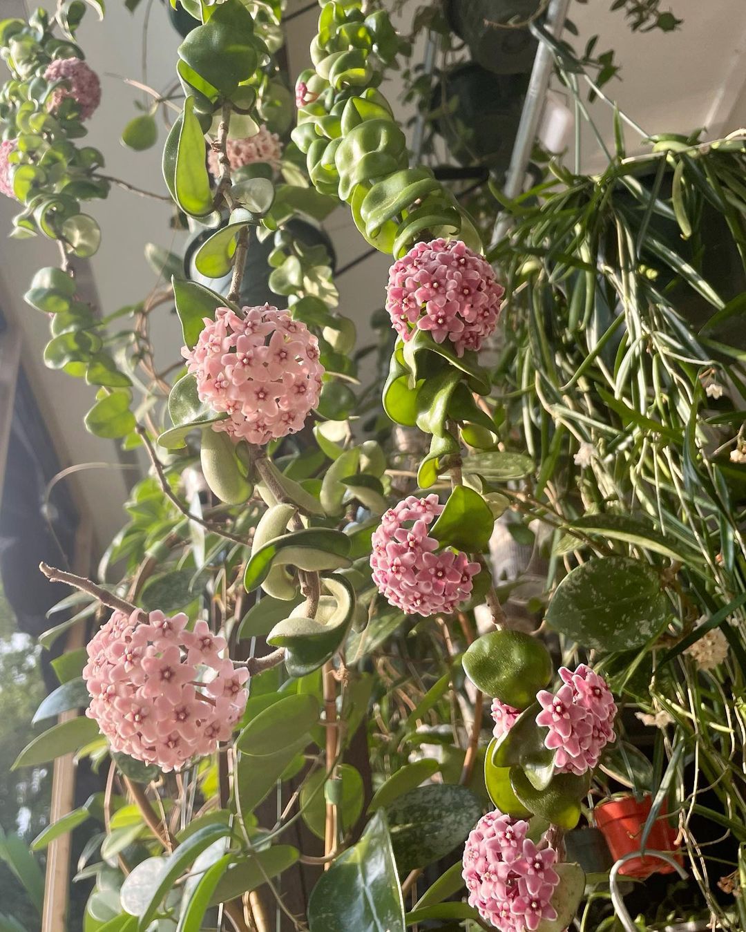 Hoya Hindu Rope Care and Growing Guide Plantcarefully