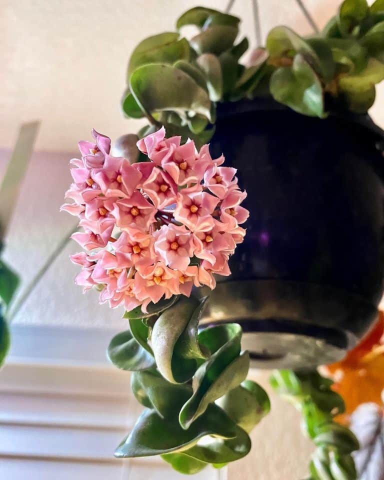 Hoya Hindu Rope Care and Growing Guide Plantcarefully