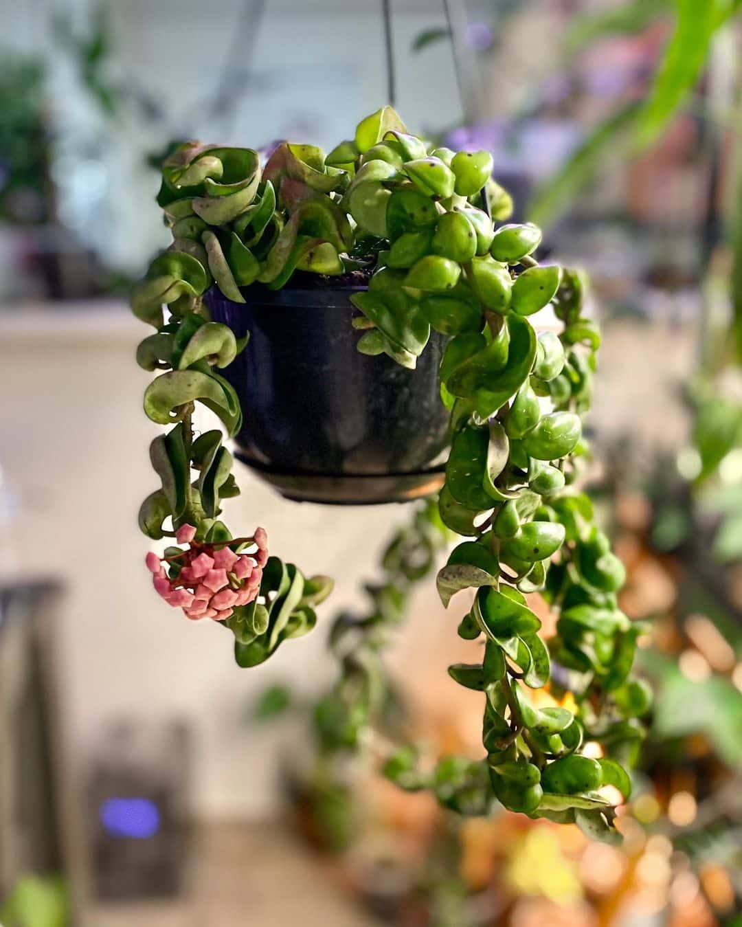 Hoya Hindu Rope Care and Growing Guide Plantcarefully