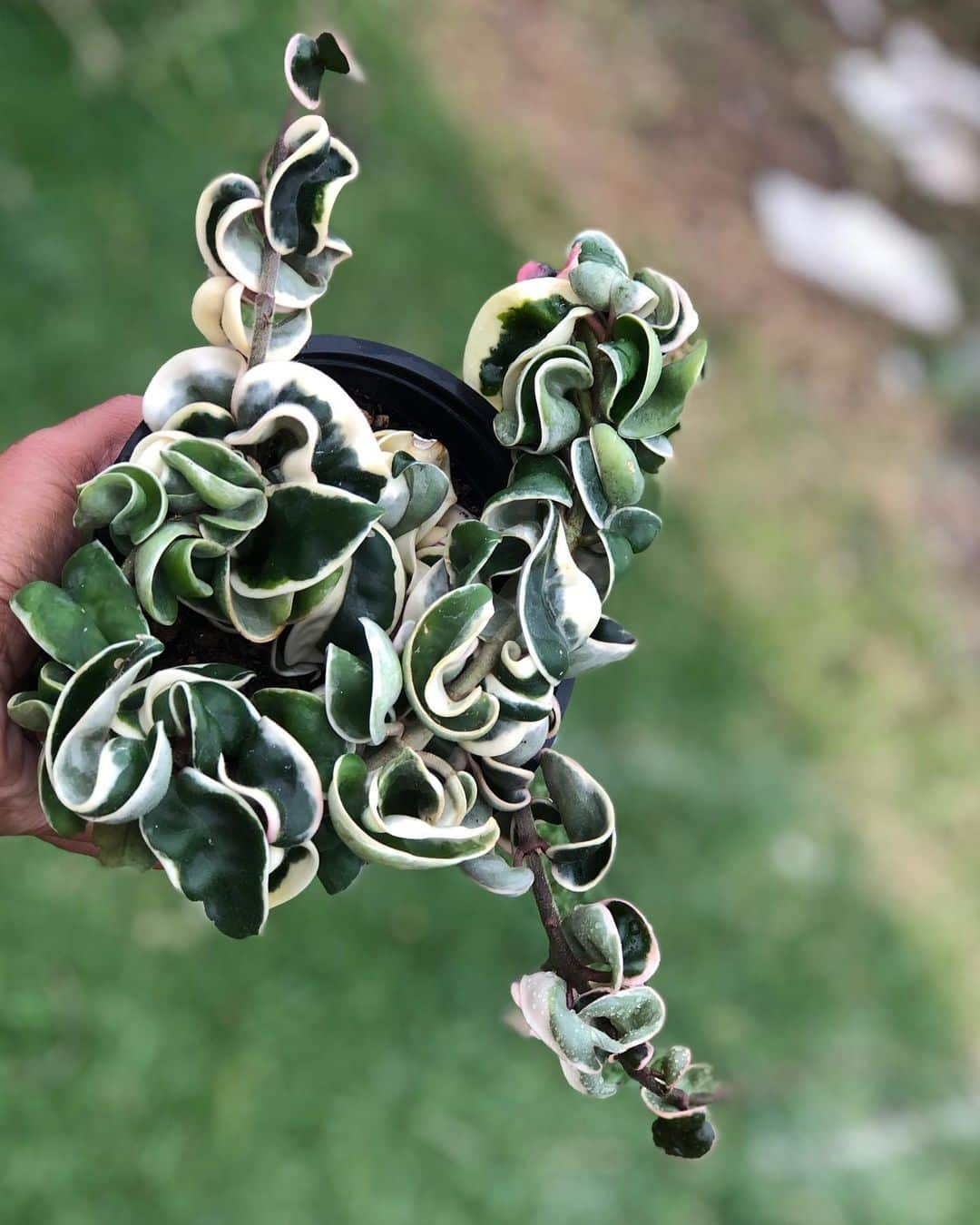 Hoya Hindu Rope Care and Growing Guide Plantcarefully