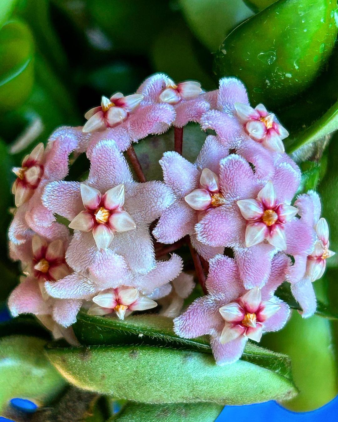 Hoya Hindu Rope Care and Growing Guide | Plantcarefully