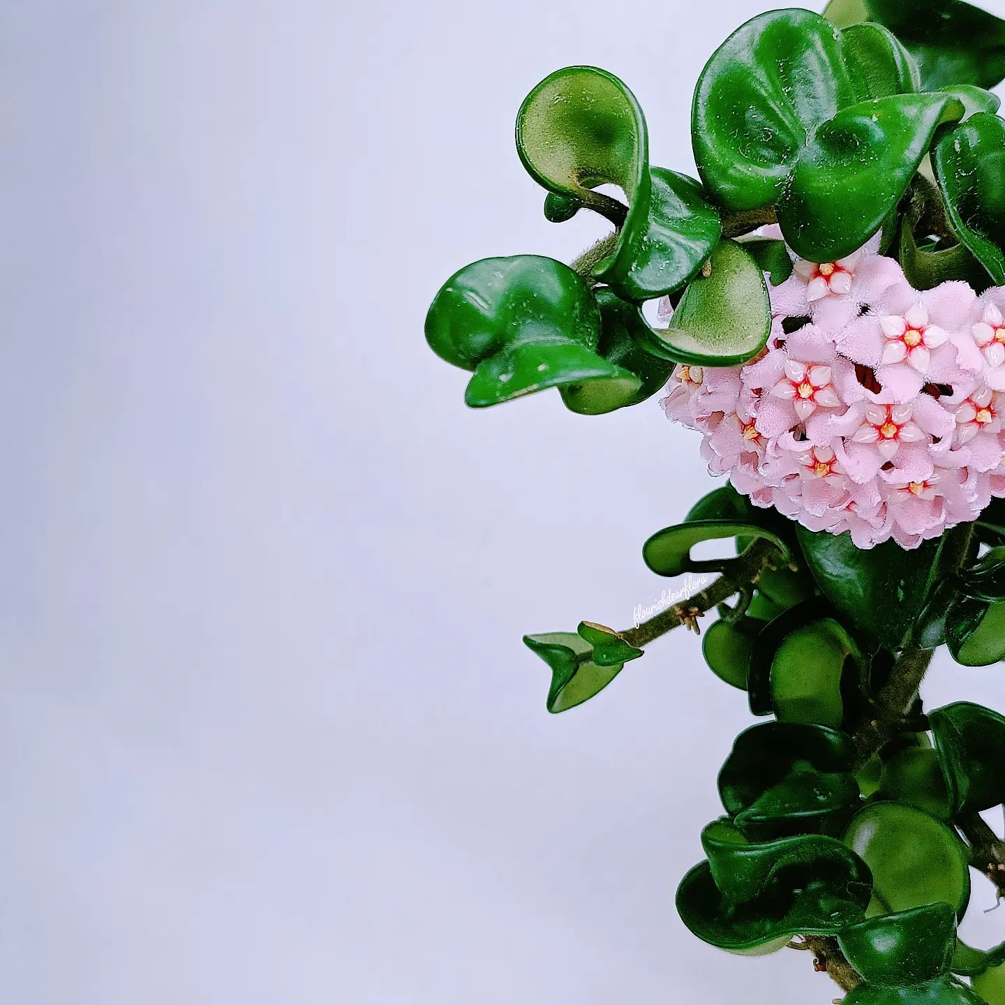 Hoya Hindu Rope Care and Growing Guide Plantcarefully