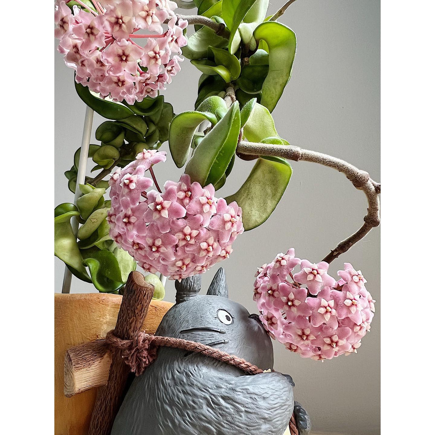 Hoya Hindu Rope Care and Growing Guide Plantcarefully