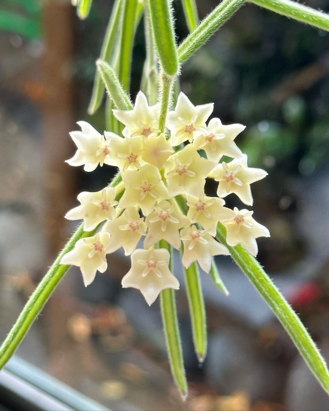 Hoya Linearis Care and Growing Guide Plantcarefully