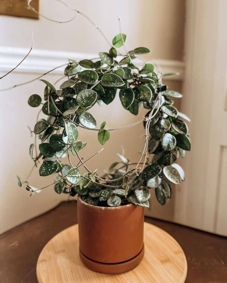 Hoya Mathilde Care and Growing Guide | Plantcarefully
