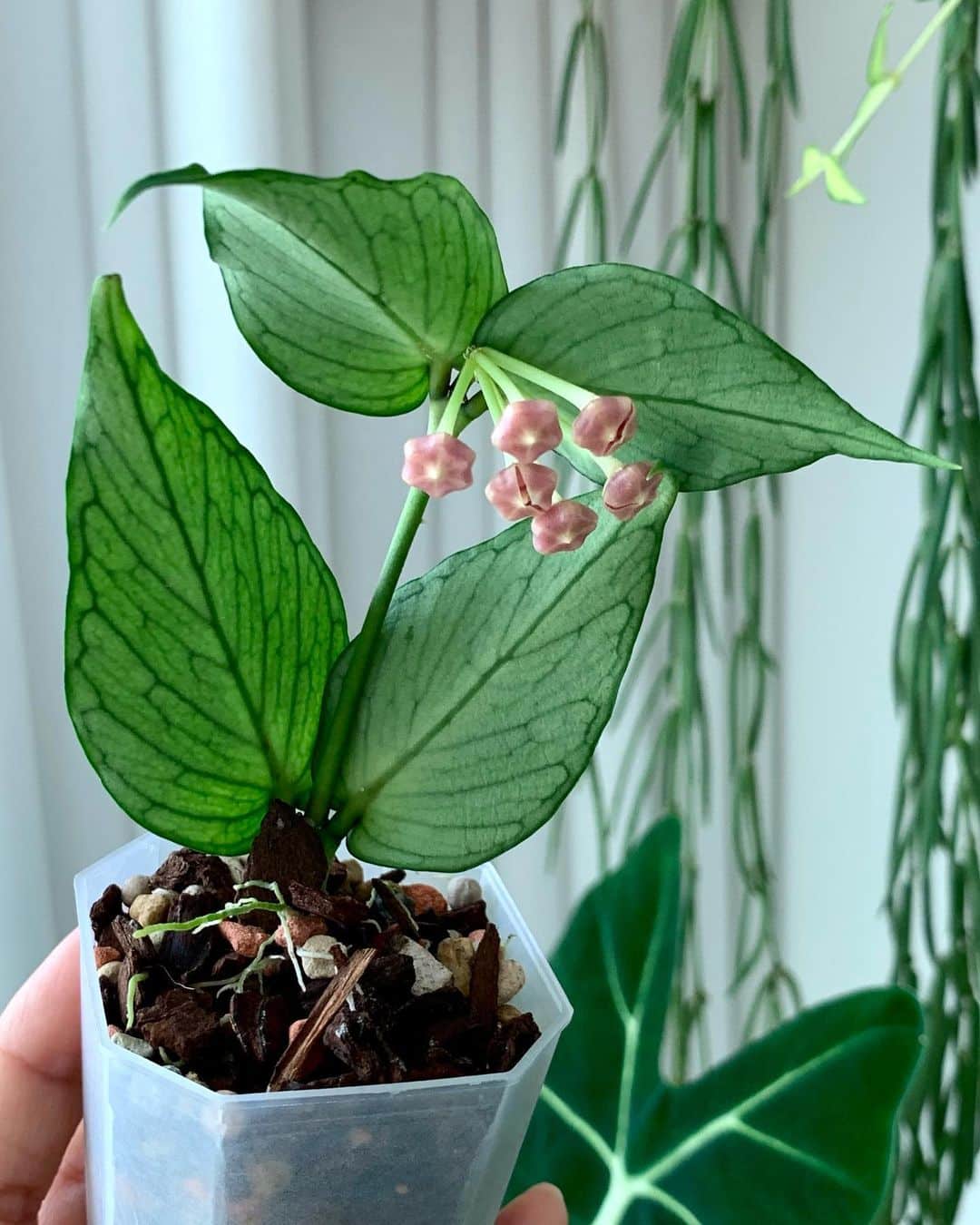 Hoya Polyneura Care and Growing Guide Plantcarefully