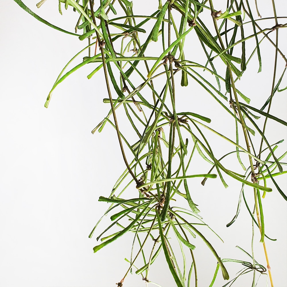 Retusa Hoya Retusa Care and Growing Guide | Plantcarefully