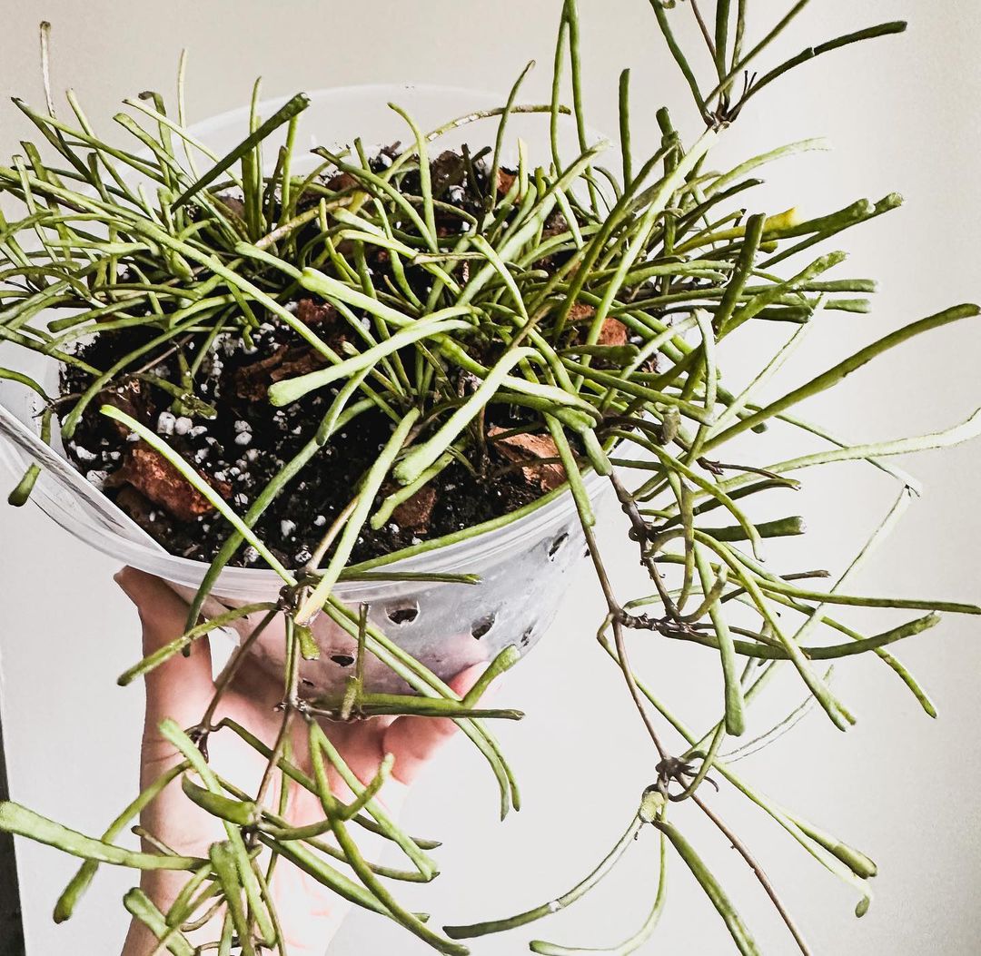 Hoya Retusa Care and Growing Guide Plantcarefully