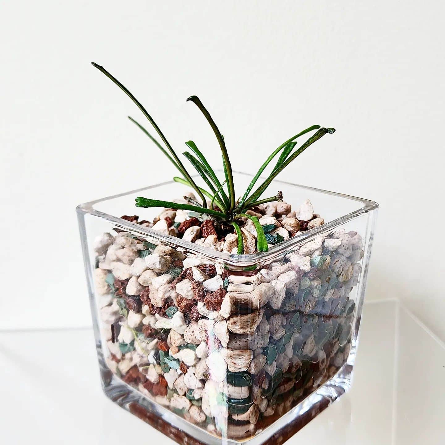 Retusa Hoya Retusa Care and Growing Guide | Plantcarefully