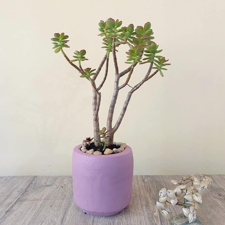 Jade Plant Care and Growing Guide Plantcarefully