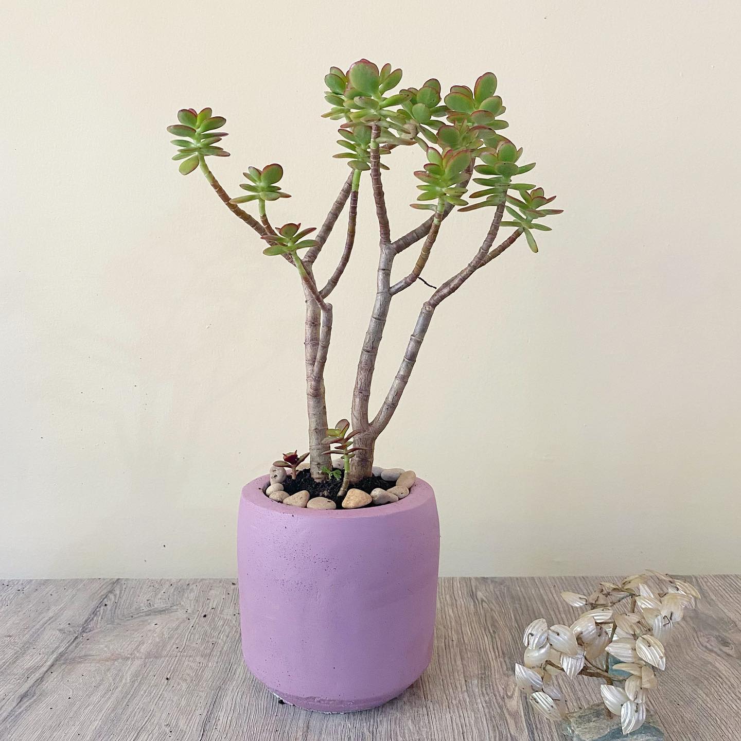 Jade Plant Care and Growing Guide Plantcarefully