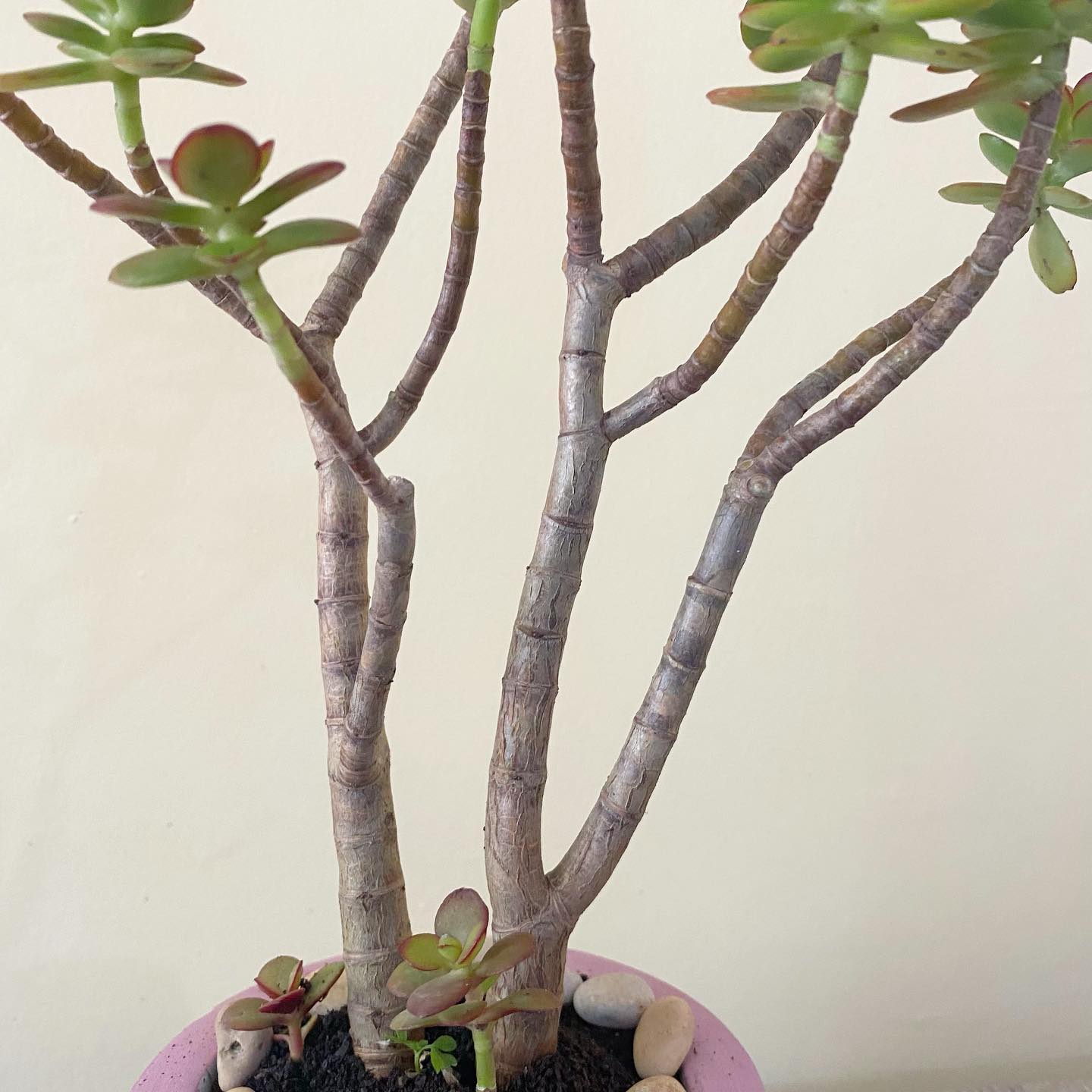 Jade Plant Care and Growing Guide Plantcarefully
