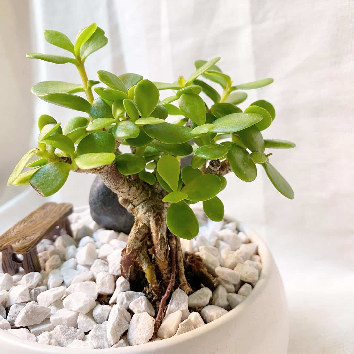 List 30+ Stock Photos show me a picture of a jade plant Stunning List 30+ Stock Photos show me a picture of a jade plant Stunning