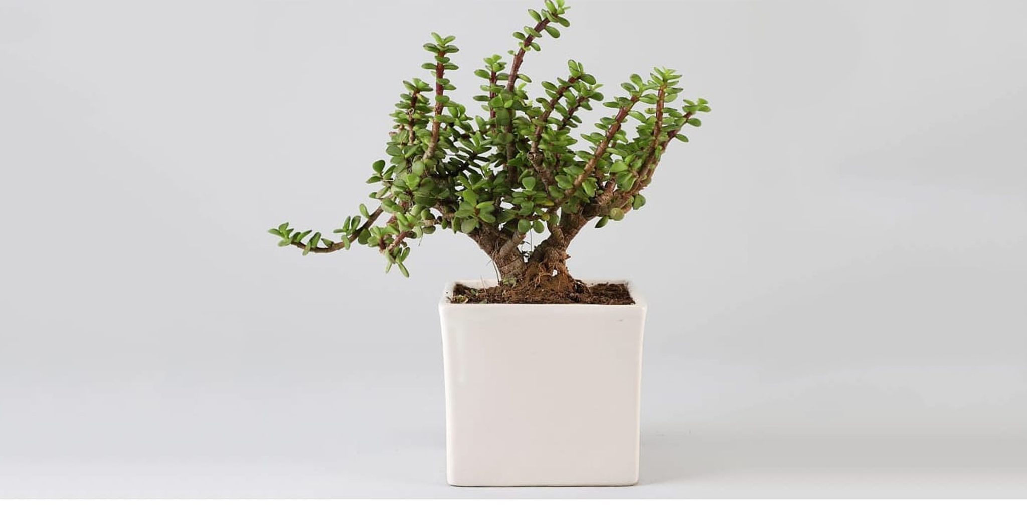 Jade Plant Care and Growing Guide Plantcarefully
