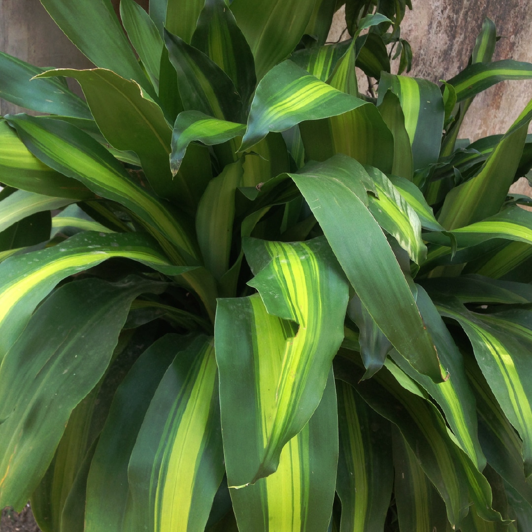 Dracaena Craig Plant Care & Growing! Plantcarefully