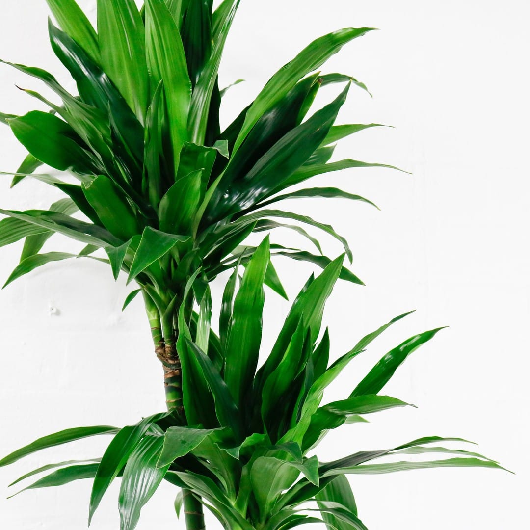 Dracaena Craig Plant Care & Growing! Plantcarefully
