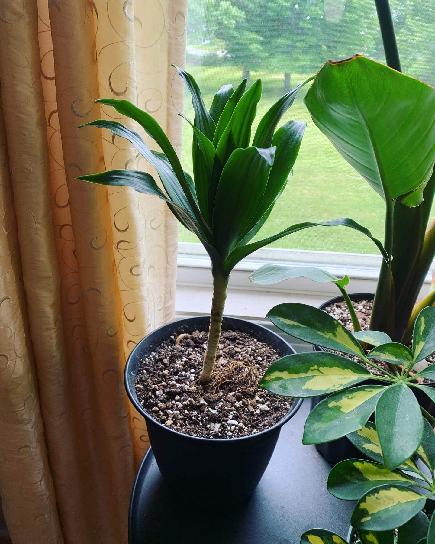 Dracaena Craig Plant Care & Growing! Plantcarefully