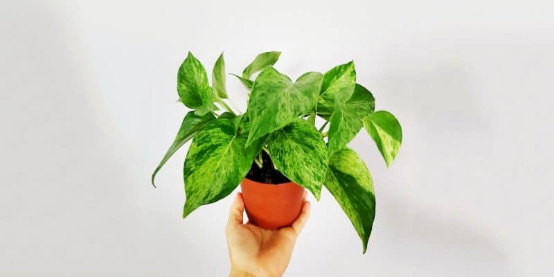 jessenia-pothos-featured-03