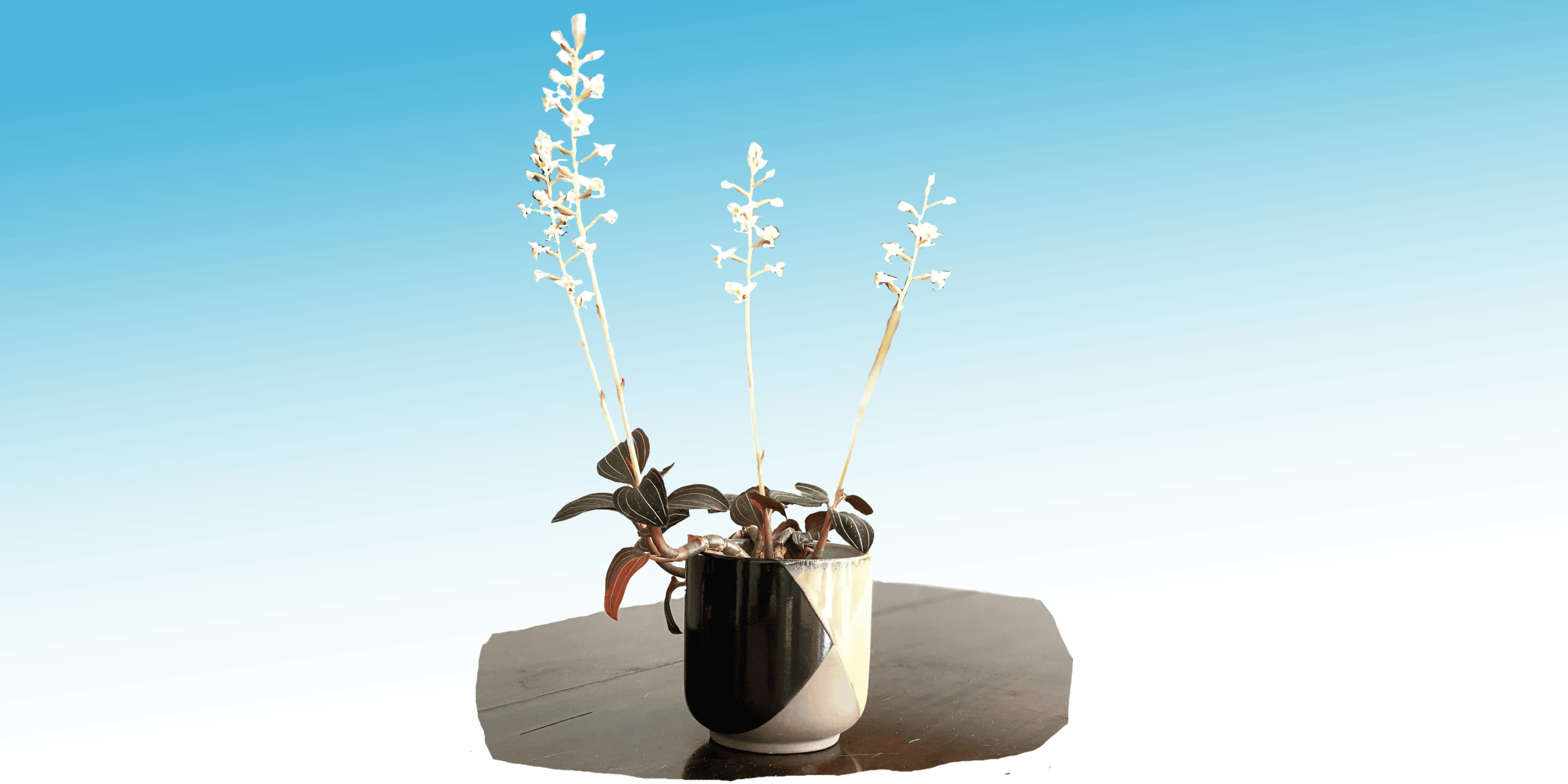 Jewel Orchid Plant Care & How to Grow Plantcarefully