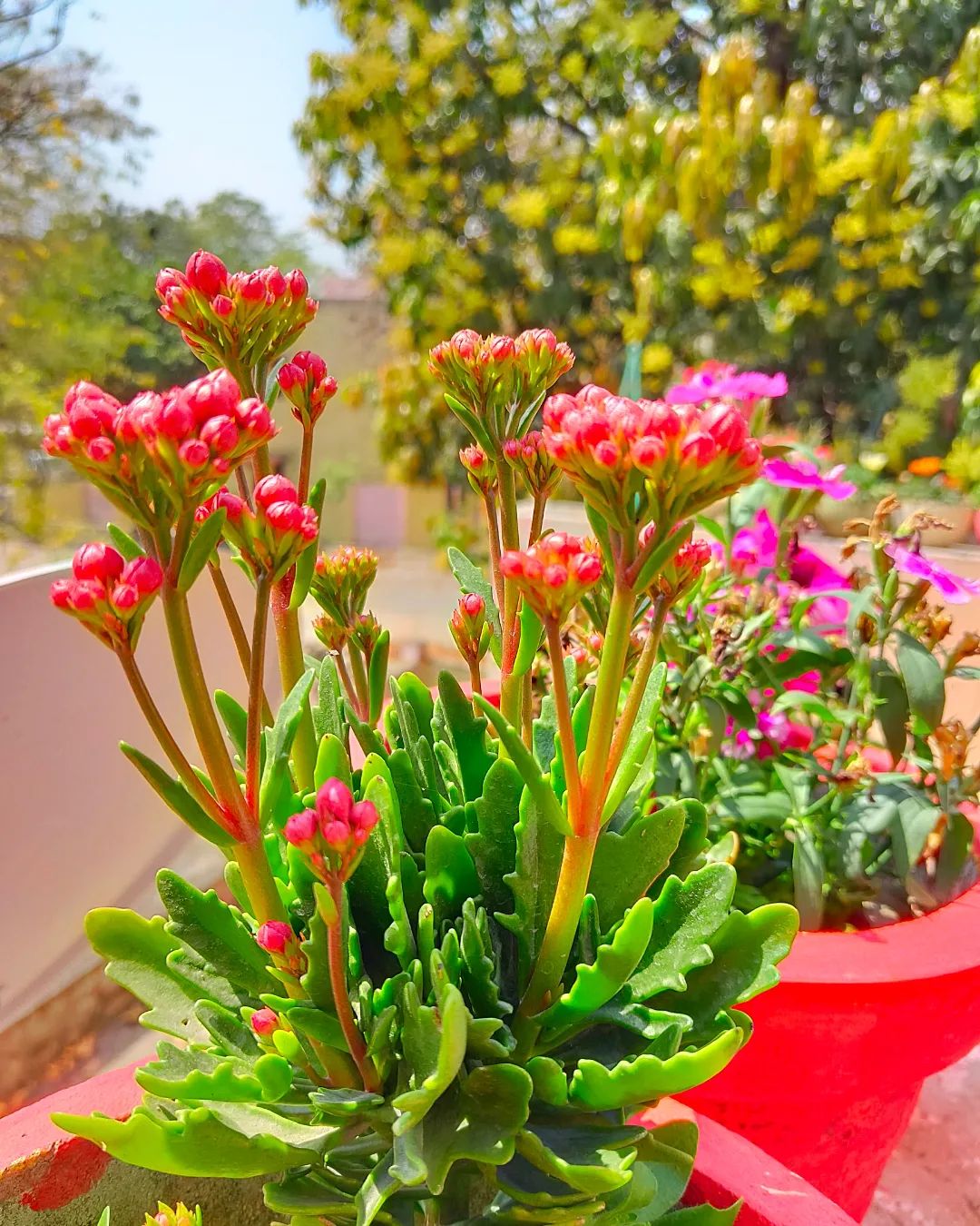 Kalanchoe Care and Growing Guide Plantcarefully