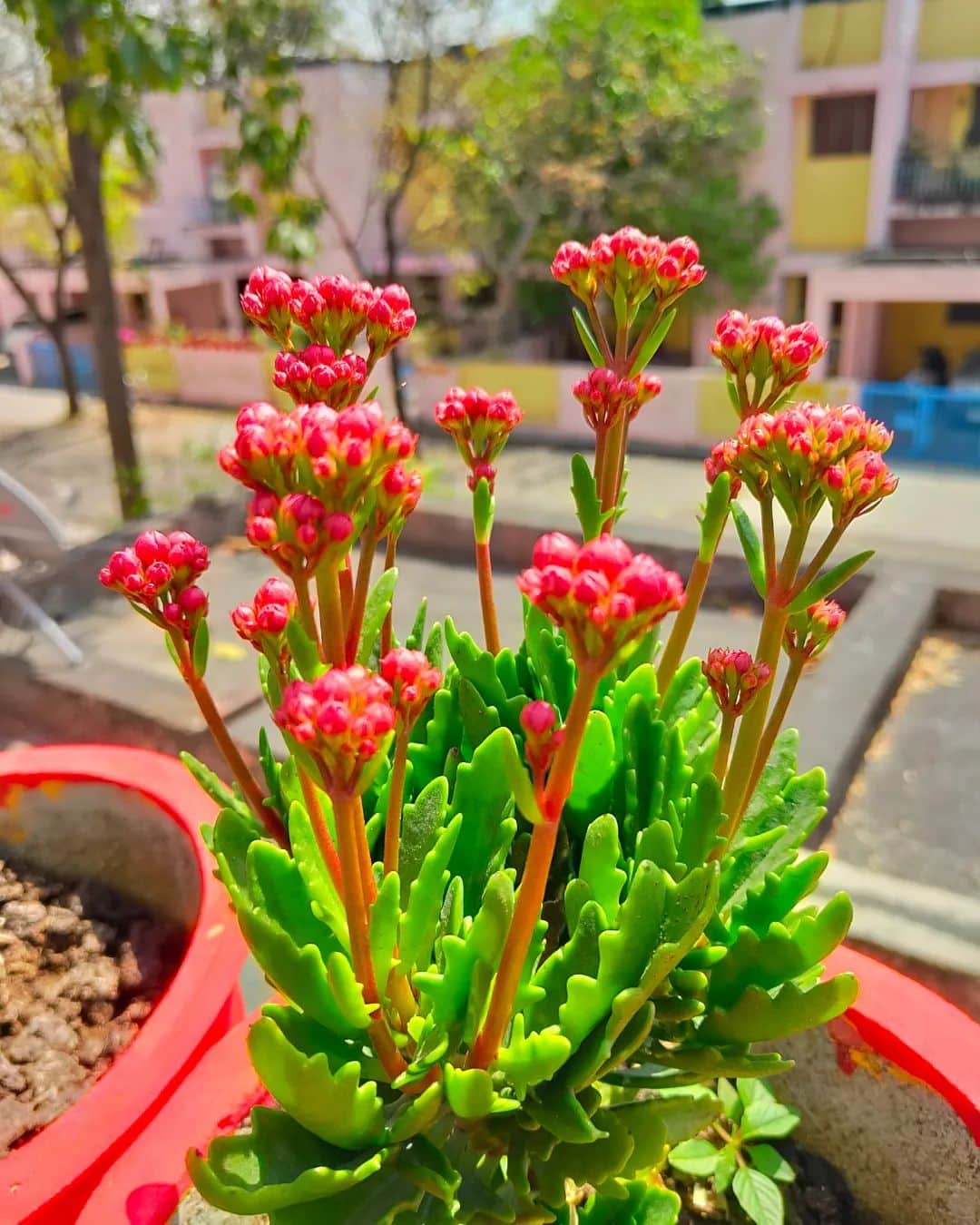 Kalanchoe Care and Growing Guide Plantcarefully
