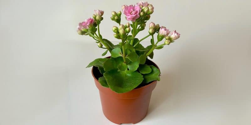 kalanchoe-blossfeidiana