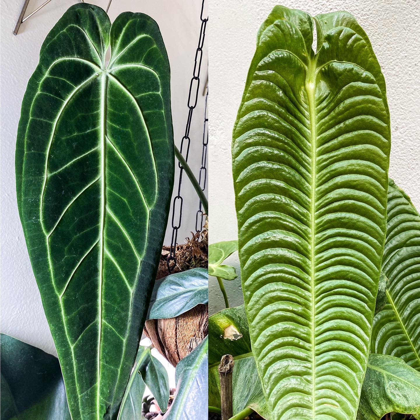 Queen Anthurium Warocqueanum Care and Growing Guide Plantcarefully