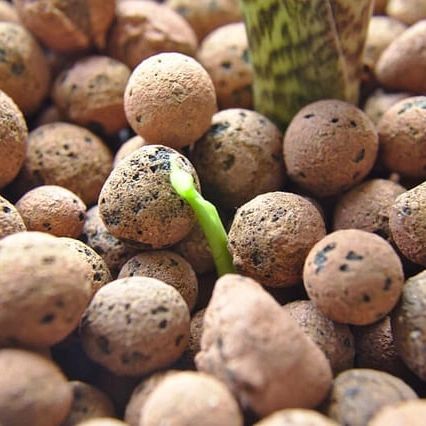A close up of a plant growing in LECA clay balls