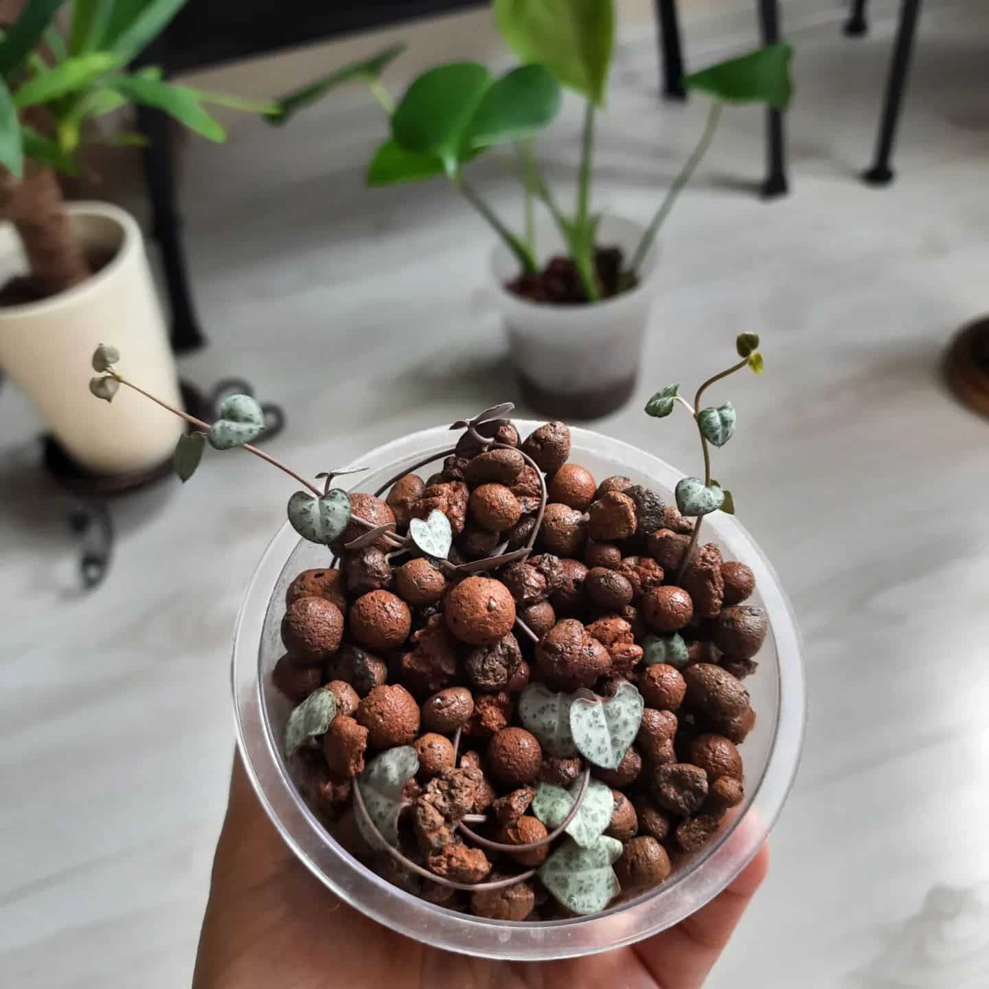 What is LECA? How Clay Balls Can Save Your Plants Plantcarefully