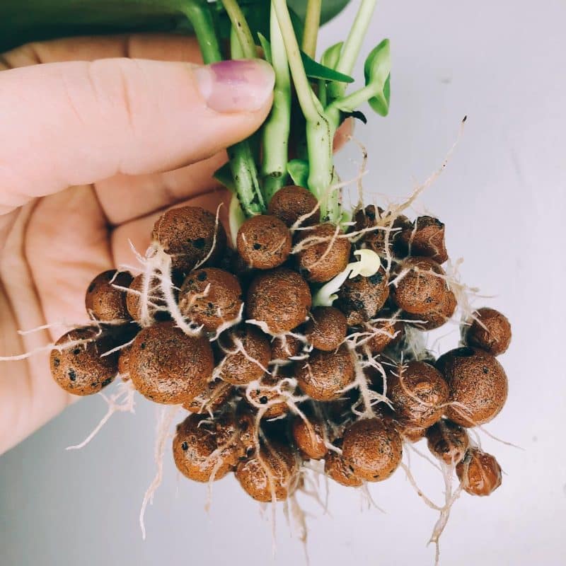 Moisture source for houseplants: clay pebbles under the pot!