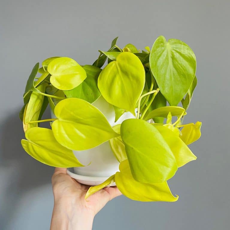 Lemon Lime Philodendron Care and Growing Guide Plantcarefully