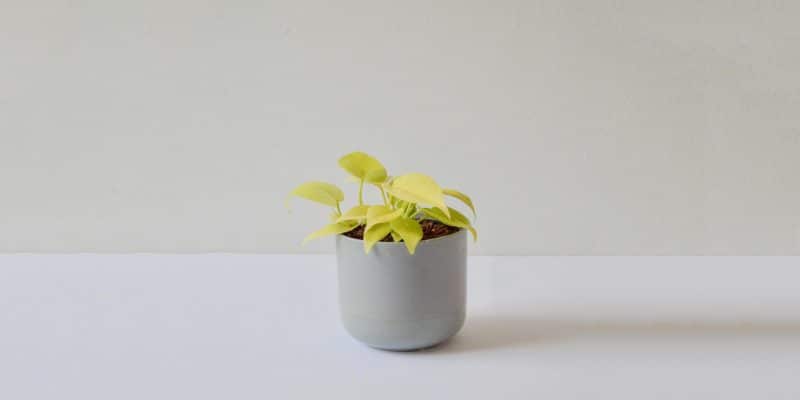 lemon-lime-philodendron-featured