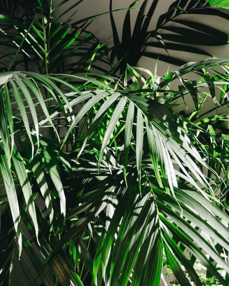 Majesty Palm Care and Growing Guide Plantcarefully