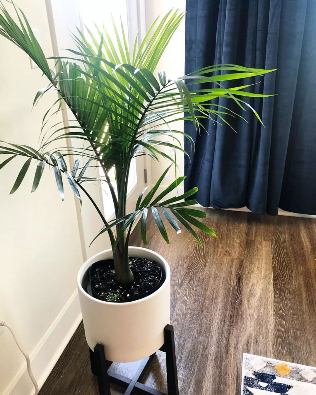 Majesty Palm Care and Growing Guide Plantcarefully