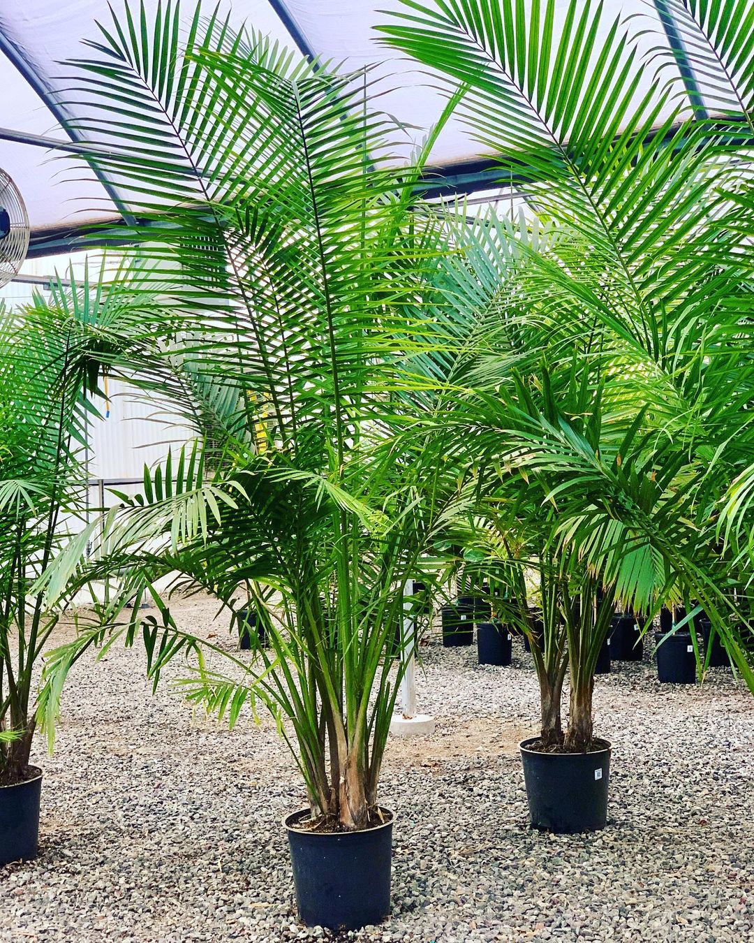 Majesty Palm Care and Growing Guide Plantcarefully
