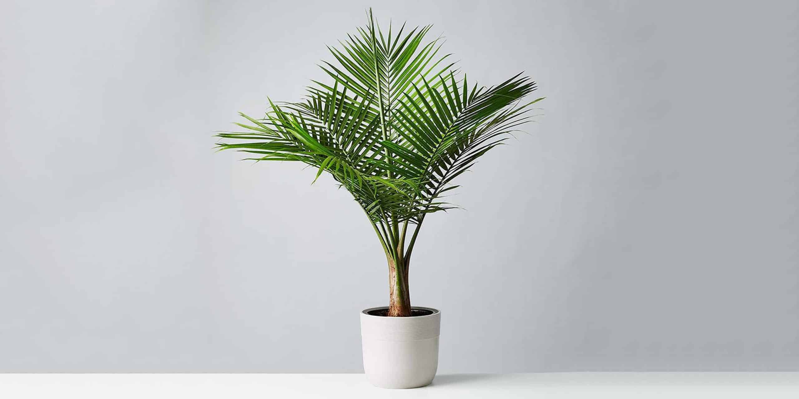 Majesty Palm Care and Growing Guide Plantcarefully